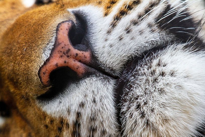 Tiger by Klaas de Vries