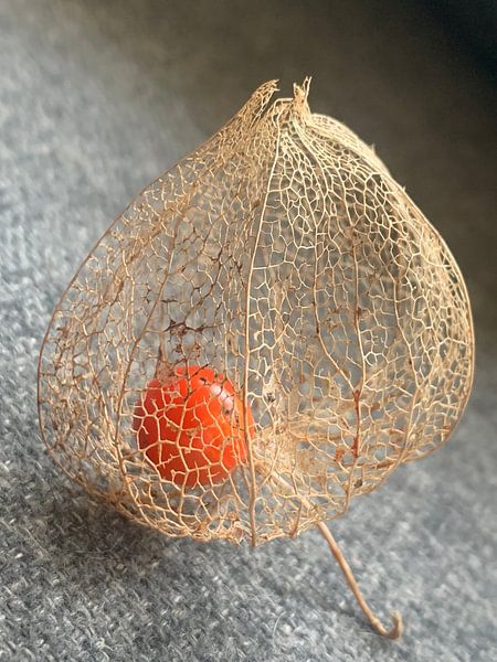 Ingenious nature by Daisy Bogaards
