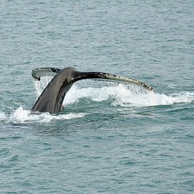 Humpback Whale starting to dive van Senne Koetsier