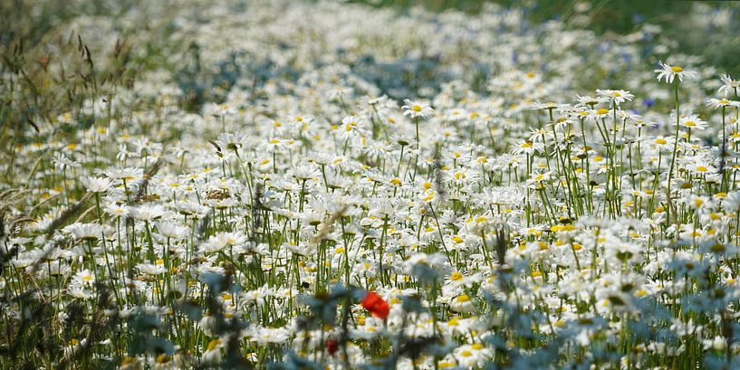 Daisies panorama by Herman Peters