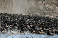 Des gnous traversent la rivière Mara pendant la migration.