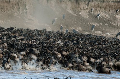 Gnus überqueren den Mara-Fluss während der Migration.