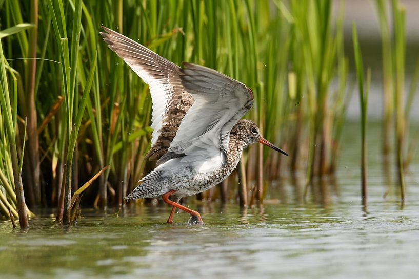 Redshank by Paul van Gaalen, natuurfotograaf