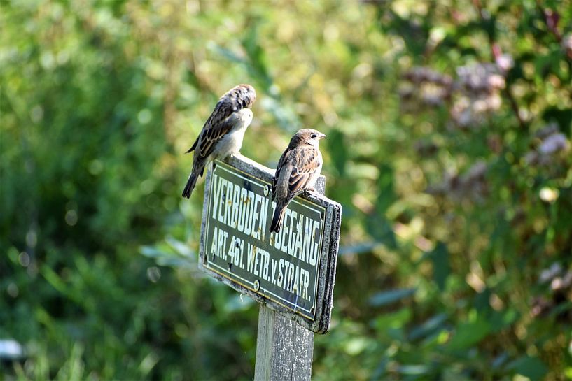 Sparrows on the board by Bert Kottier