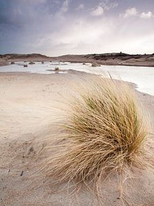 Winterse Duinen sur David Hanlon