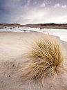 Winterse Duinen by David Hanlon thumbnail