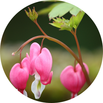 bleeding heart flower van Meleah Fotografie