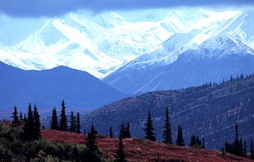 Alaska, Denali National Park van Paul van Gaalen, natuurfotograaf