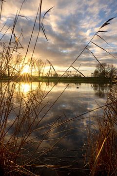 Ondergaande zon door het riet van Rik Brussel