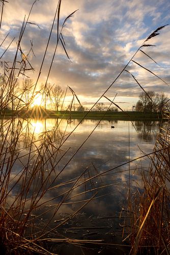Setting sun through the reeds