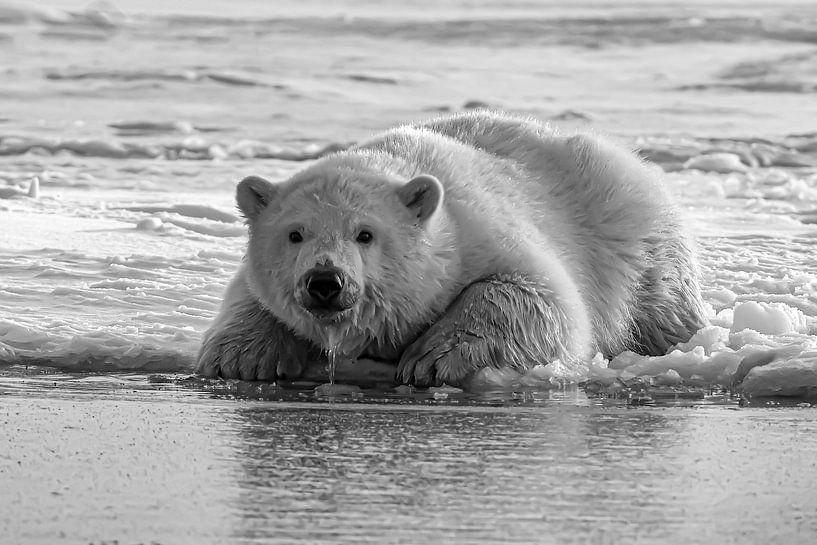 Ijsbeer van Truckpowerr