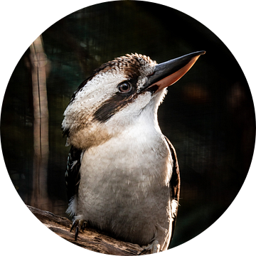 Kookaburra op een tak van Design Wall Arts