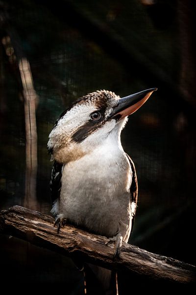 Kookaburra op een tak van Design Wall Arts