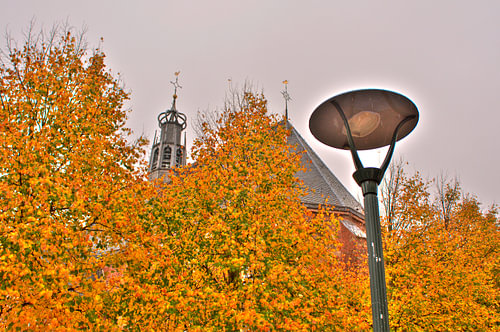 rusty leaves