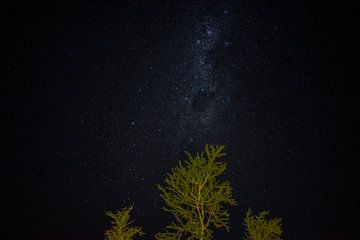 Sternenhimmel mit Baum von Hendrik Koppejan