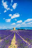 lavendelveld in de Provence 02
