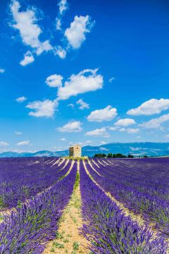 lavendelveld in de Provence 02 van eric t'kindt