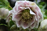 Macro helleborus