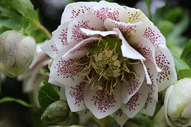 Macro helleborus by Geert Naessens