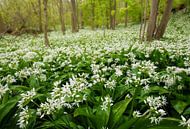 Enchanted Forest by Olga Ilina thumbnail