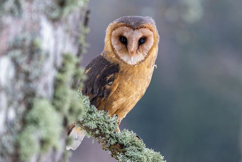 Curious barn owl by Teresa Bauer