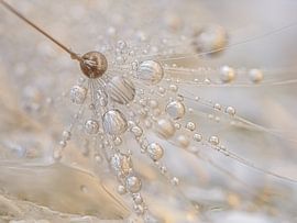 Rust: Een paardenbloempluisje met druppels van Marjolijn van den Berg