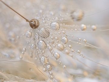 Rest: A dandelion fluff with drops by Marjolijn van den Berg