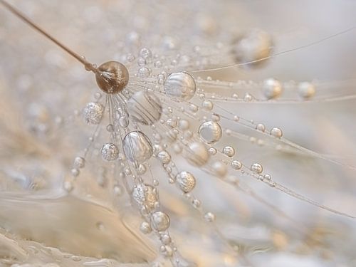 Rust: Een paardenbloempluisje met druppels