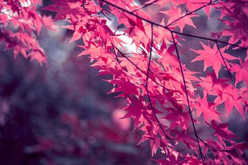 Autumn foliage in backlight by INA FineArt