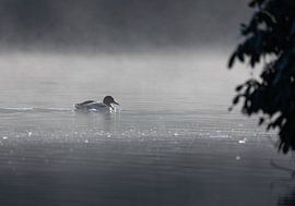 Ente im Nebel von Jasper Kok