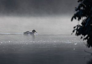 Canard dans le brouillard
