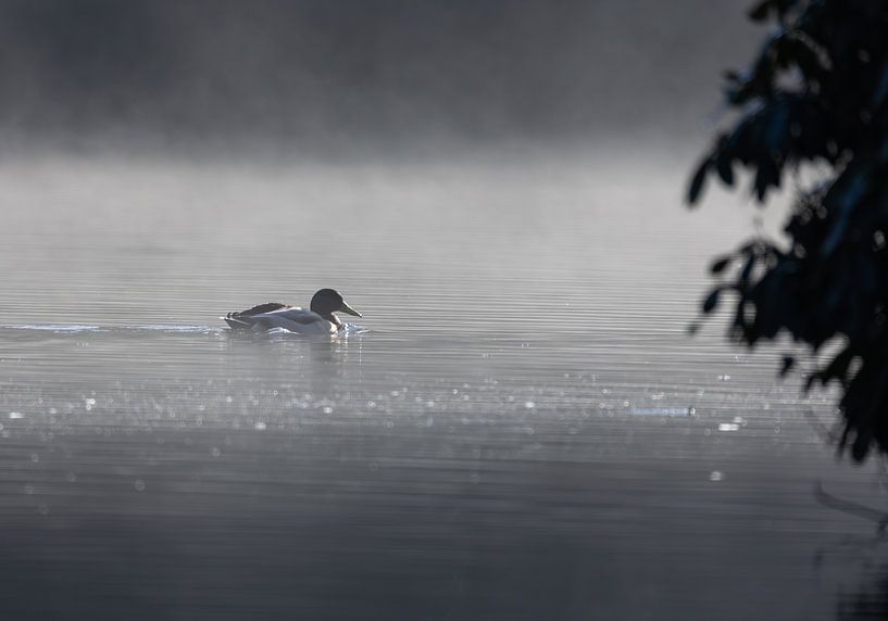 Duck in the fog by Jasper Kok
