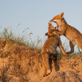 Spielzeit für diese beiden Jungen! von Tim Link