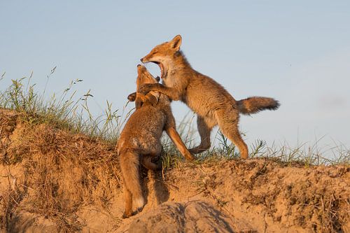 Speeltijd voor deze twee welpen! van Tim Link