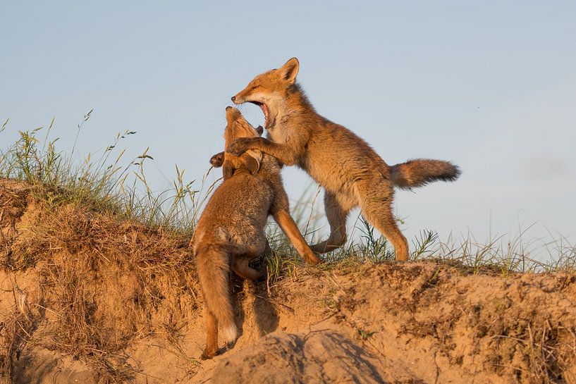 Playtime for these two cubs! by Tim Link