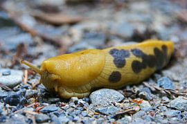 Banana slug in Redwoods National Park by Jeroen van Deel
