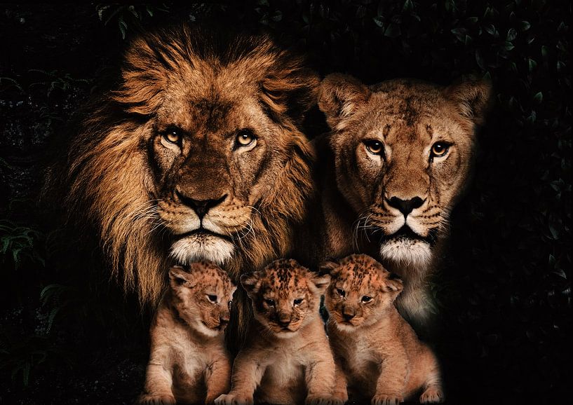 Löwenfamilie mit 3 Jungtieren von Bert Hooijer