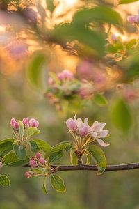 Blüte