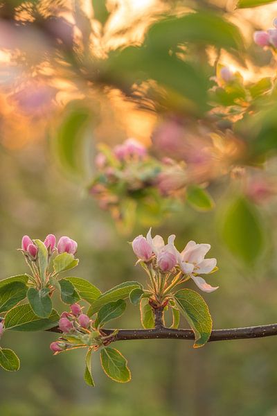 Blossom by Moetwil en van Dijk - Fotografie