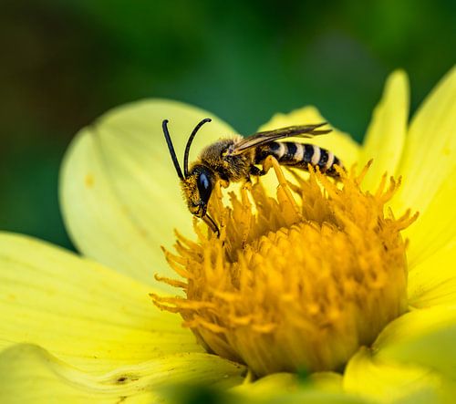 Abeille sillonnée sur la fleur d'un dahlia jaune