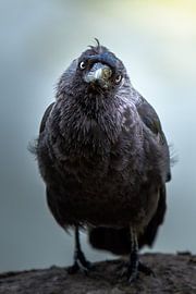 Portrait d'un jeune choucas (corbeau) sur Nick van Beusekom
