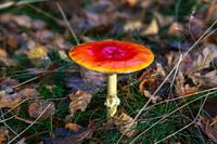 Flyagaric in the forest