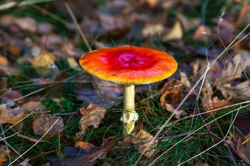 Flyagaric in the forest by Nel Diepstraten