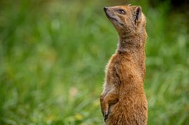 Close up of a beautiful upright Fox Mongoose by Wildlife Designs
