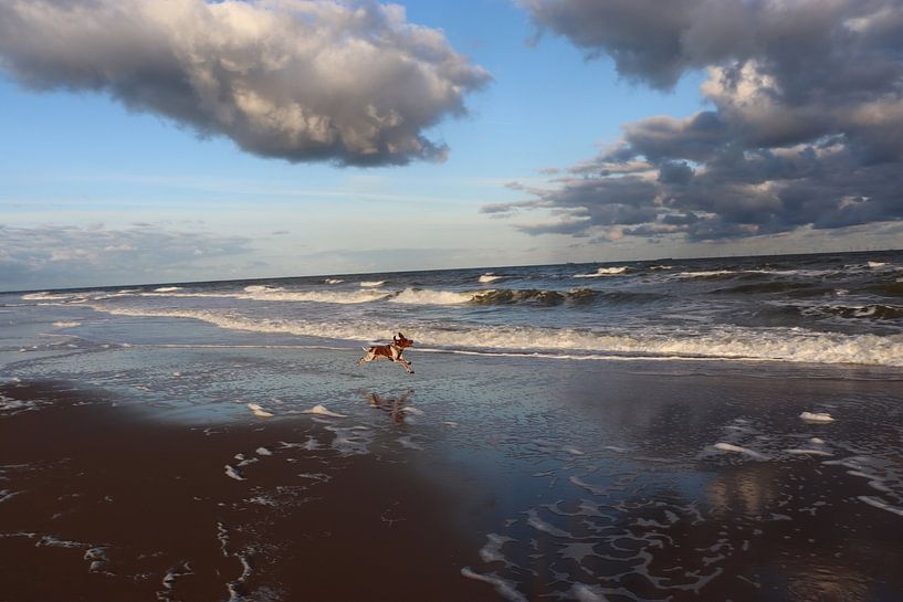 Reflets de joie de mon chien Bracco Italiano Caro à la plage avec le lever du soleil par jpgriffintheauthor