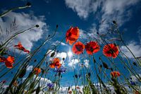 Coquelicots