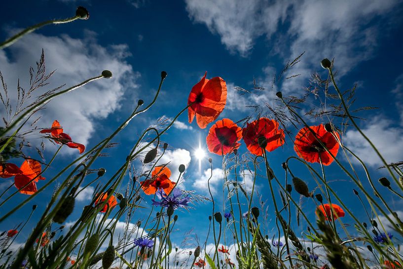 poppies by Kurt Krause