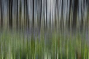 Hallerbos Abstract