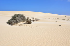 Sanddünen mit karger Vegetation unter blauem Himmel von Tomherkules