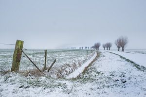Knotwilgen in de sneeuw